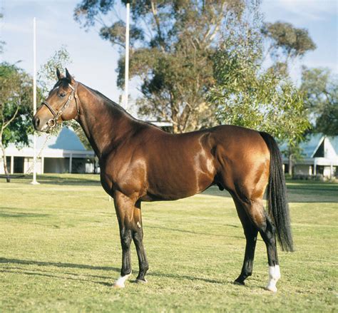 Danehill (horse) .
